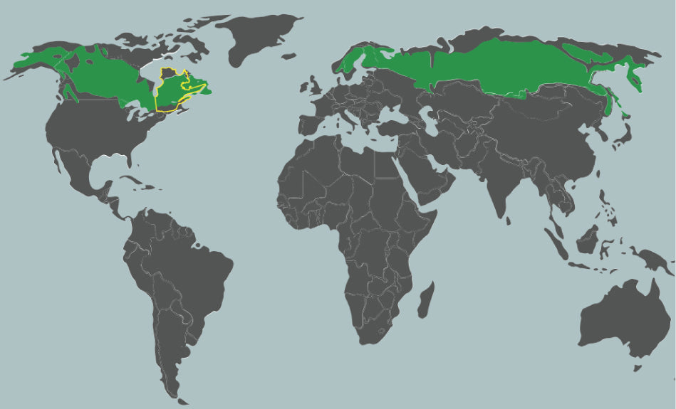 La Forêt boréale mondiale
